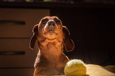 Perro observa a su dueño.
