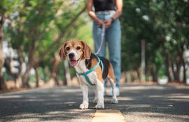 Perro en su paseo diario.