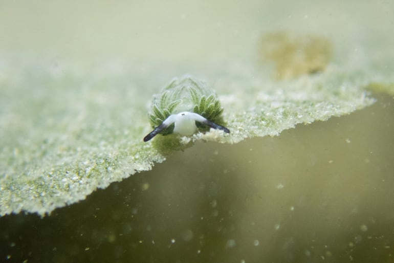 Costasiella kuroshimae u oveja marina.