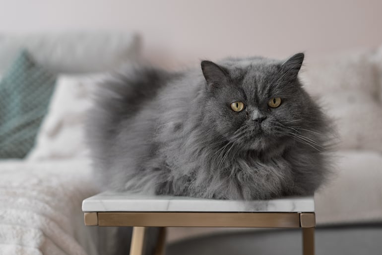 Gato persa.