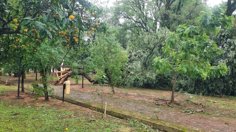 Área de parque con árboles frutales y un tronco roto, mientras el césped permanece húmedo tras la tormenta.