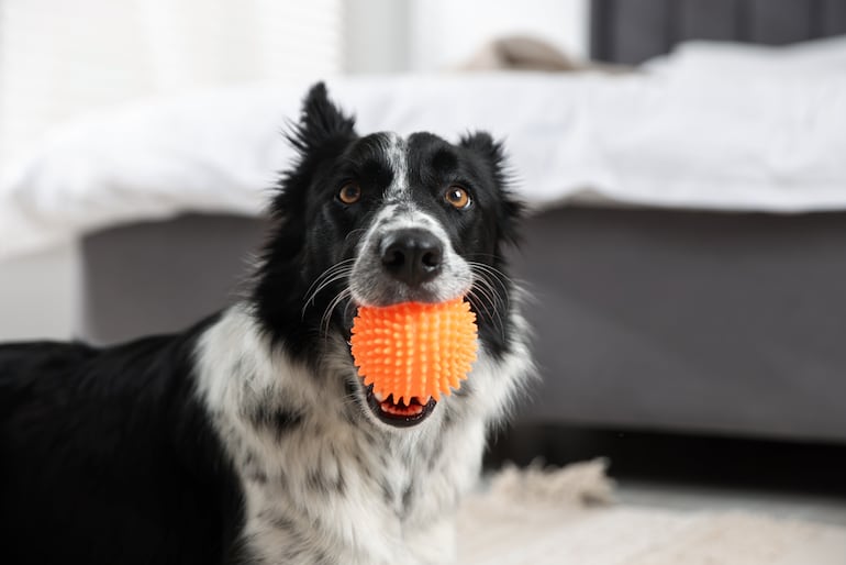 Un perro de la raza border collie tiene un juguete en la boca.