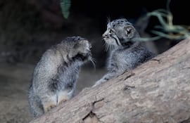 Crías de gato de Pallas, una especie considerada el felino vivo más antiguo del mundo, son vistas en su recinto del Kobe Animal Kingdom, en Kobe, Japón, el 27 de julio de 2026. La gata de Pallas Azu dio a luz a cinco crías el 12 de mayo.