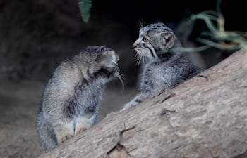 Crías de gato de Pallas, una especie considerada el felino vivo más antiguo del mundo, son vistas en su recinto del Kobe Animal Kingdom, en Kobe, Japón, el 27 de julio de 2026. La gata de Pallas Azu dio a luz a cinco crías el 12 de mayo.