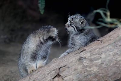Crías de gato de Pallas, una especie considerada el felino vivo más antiguo del mundo, son vistas en su recinto del Kobe Animal Kingdom, en Kobe, Japón, el 27 de julio de 2026. La gata de Pallas Azu dio a luz a cinco crías el 12 de mayo.
