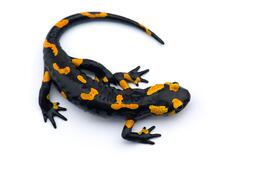 Salamandra.