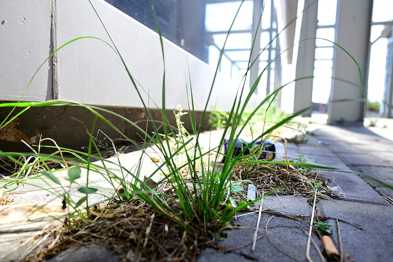 Ambiente urbano con vegetación silvestre creciendo entre baldosas, restos de basura visibles en el suelo.