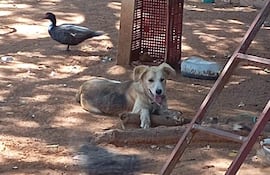 Perro tumbado de pelaje claro y pato negro en un ambiente rural con tierra y objetos dispersos.