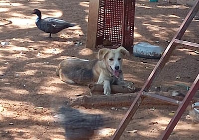 Perro tumbado de pelaje claro y pato negro en un ambiente rural con tierra y objetos dispersos.
