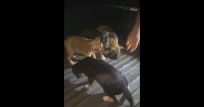 Varios perros de diferentes colores en la patrullera de la Subcomisaría 3ª de Cañada San Rafael de Luque.