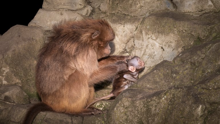 Mono gelada( theropithecus Gelada) con cría.