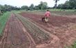 Productores hortícolas de la capital de Misiones inician con preparación de suelo para la producción de esta temporada.