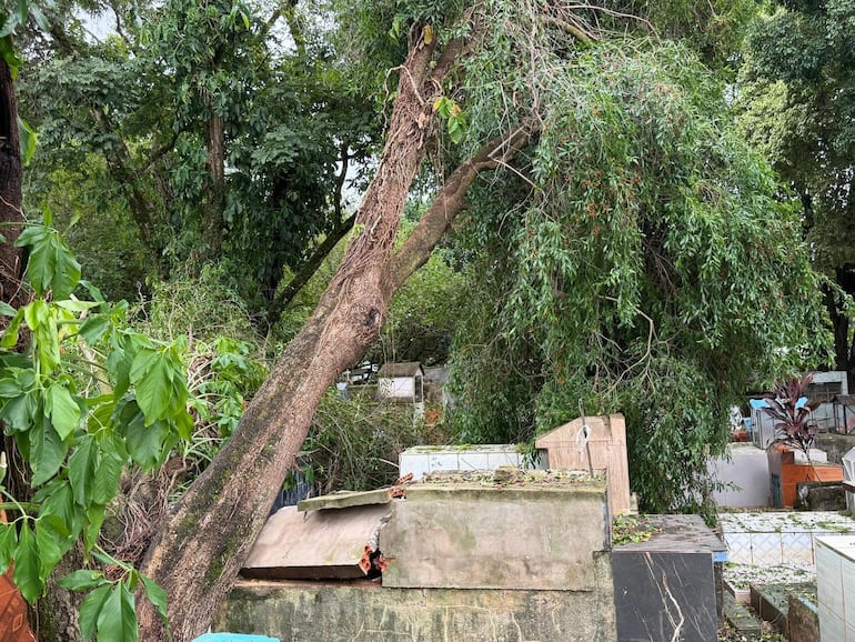 Varios panteones quedaron dañados por la caída de árboles.