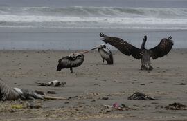 El Mediterráneo y el Mar Negro son las zonas del planeta donde las aves marinas están más expuestas a los residuos plásticos, con las pardelas mediterránea (aves de grandes alas) y balear encabezando la lista de la especies potencialmente amenazadas por la ingestión de este material.