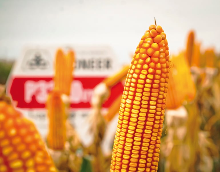 Soja y maíz apuntan a altos volúmenes en la zafriña