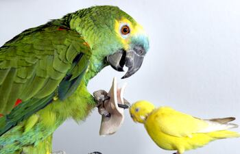 No hay vuelta que darle: cuando las uñas del papagayo están demiasado largas, hay que desafilárselas.