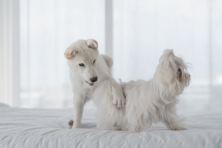 Perro disfruta cuando le tocan encima de la cola, imagen ilustrativa.