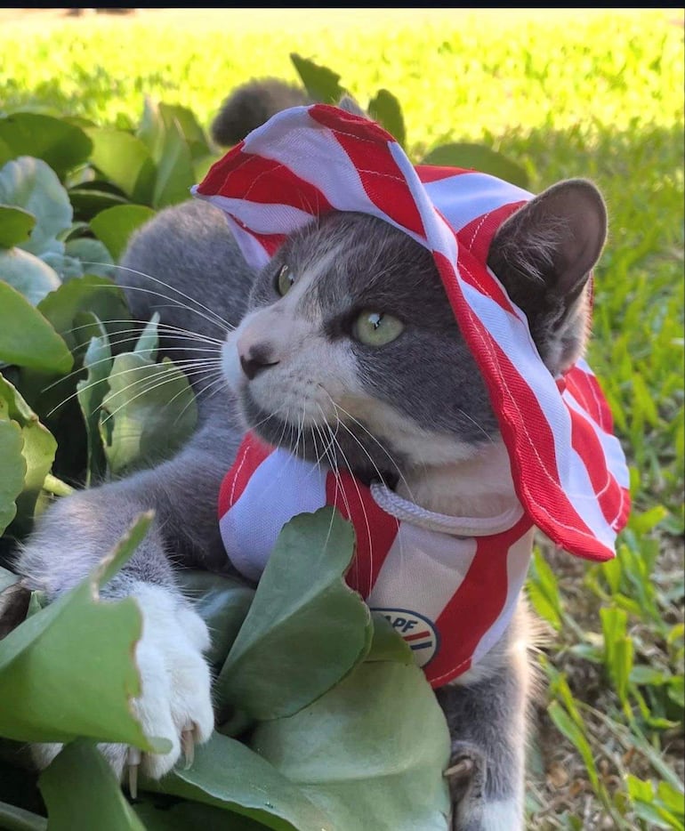Gato con sombrero rojo y blanco
