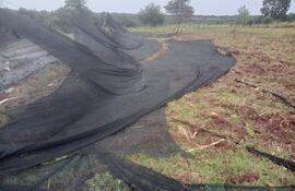 Mallas de media sombras destruidas tras fuerte temporal en Coronel Oviedo.