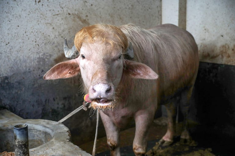 Un búfalo permanece de pie en la granja Rabeya Agro Farm, en el distrito de Narayanganj, en las afueras de Daca, Bangladés, el 19 de mayo de 2026.
