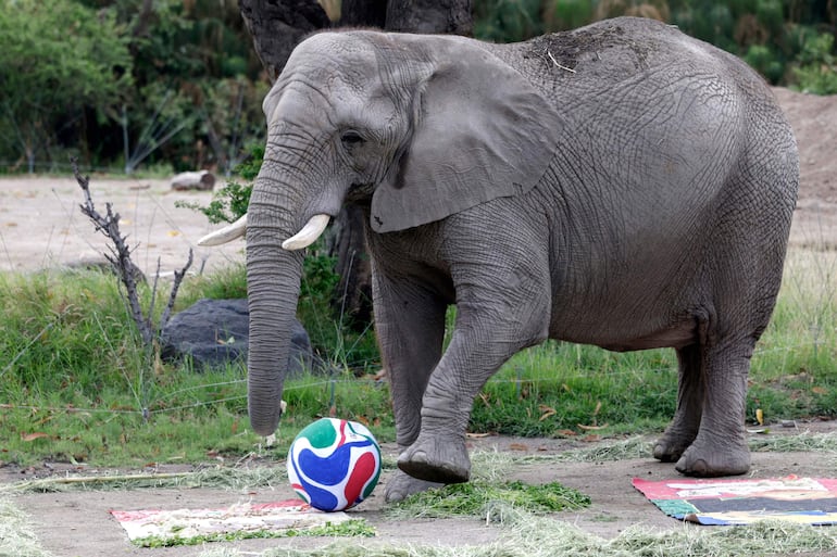 Un elefante africano participa en una actividad de enriquecimiento ambiental mientras predice el resultado del partido de la Copa Mundial de la FIFA 2026 entre México y Sudáfrica, dando como ganador a México, en el Zoológico de Guadalajara, en Guadalajara, Jalisco (México), el 5 de junio de 2026.
