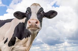 Vaca, imagen ilustrativa.