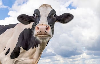 Vaca, imagen ilustrativa.