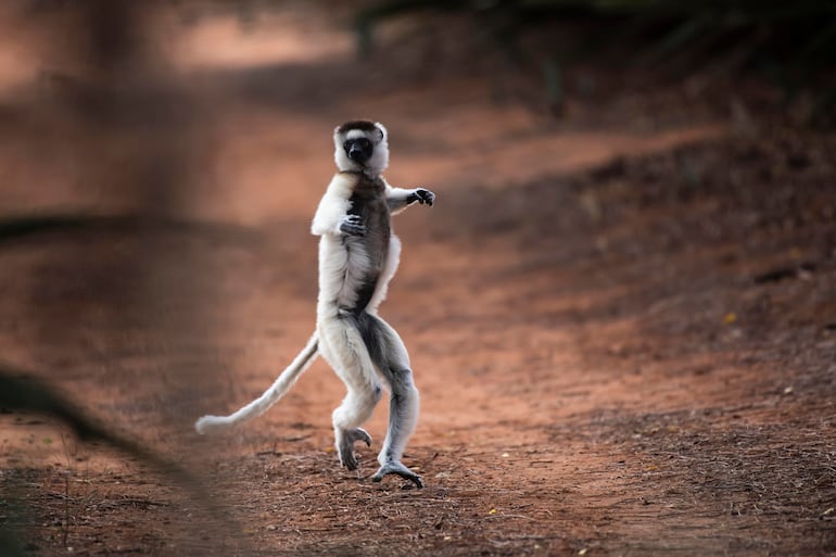 Lémur Sifaka.