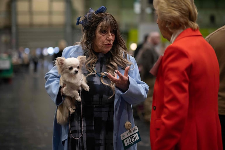 Un perro chihuahua es sostenido por su cuidadora en el tercer día del Crufts, la exposición canina, en el National Exhibition Centre de Birmingham, en el centro de Inglaterra, el 7 de marzo de 2026.