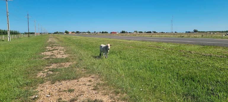 Animal vacuno suelto y sin pastoreo en la vera de la ruta PY01, lo que ocasiona peligro para los transeúntes.
