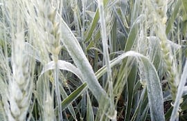 El trigo de la zafra 2020 sufrió heladas así como sequía, por lo que se produjo una merma importante en la producción total y que afectó la exportación.