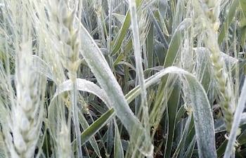 El trigo de la zafra 2020 sufrió heladas así como sequía, por lo que se produjo una merma importante en la producción total y que afectó la exportación.