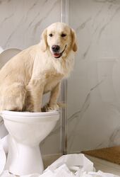 ¿Tu perro orina dentro de la casa? Seguí estos tips para entrenarlo - Mascotas - ABC Color