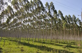 En Paraguay existen inversiones muy exitosas con relación a la reforestación y su posterior extracción para venta como biomasa.
