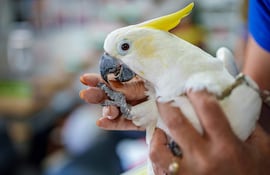 Sharon Kwok Pong, fundadora de Hong Kong Parrot Rescue, muestra un anillo en la pata que indica la fecha de nacimiento de “Winnie”, una cacatúa de cresta amarilla rescatada, durante una entrevista con AFP en Hong Kong.