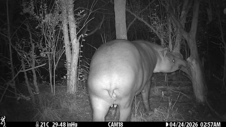 Un tapir en perfil, buscando alimento en un denso bosque, bajo luz tenue de la noche.