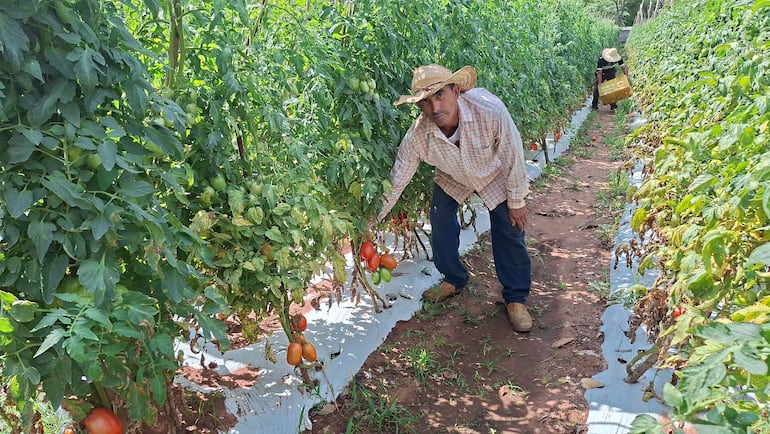 Hombre con camisa de cuadros y sombrero sostiene tomates en un campo, mientras otra persona lleva una cesta en el fondo.