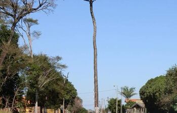 Lapacho rosa en Hohenau.