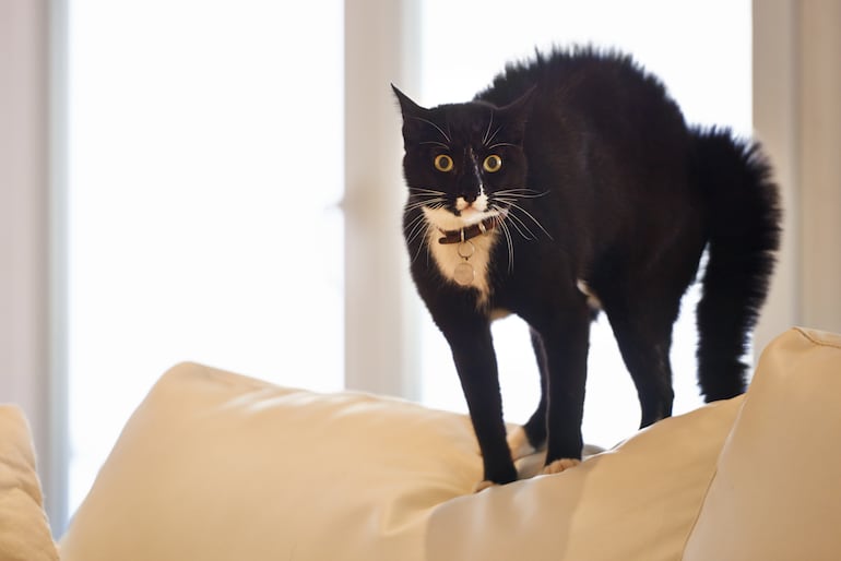 Concepto de gato estresado.