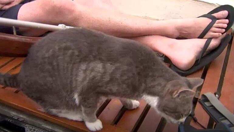 Bob Williams, un oficial de marina retirado y que debuta en la prueba, ha navegado alrededor del mundo dos veces y media, y la más reciente completó con éxito una circunnavegación sin escalas en solitario a través de todos los grandes cabos en 193 días... y con Oli a bordo.