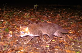 Esta imagen de distribución, tomada con una cámara trampa y difundida el 26 de diciembre de 2025 por el Departamento de Parques Nacionales, Vida Silvestre y Conservación de Plantas de Tailandia (DNP) y Panthera Tailandia, muestra un gato de cabeza plana recientemente redescubierto en el Santuario de Vida Silvestre Princesa Sirindhorn, en el sur de Tailandia.