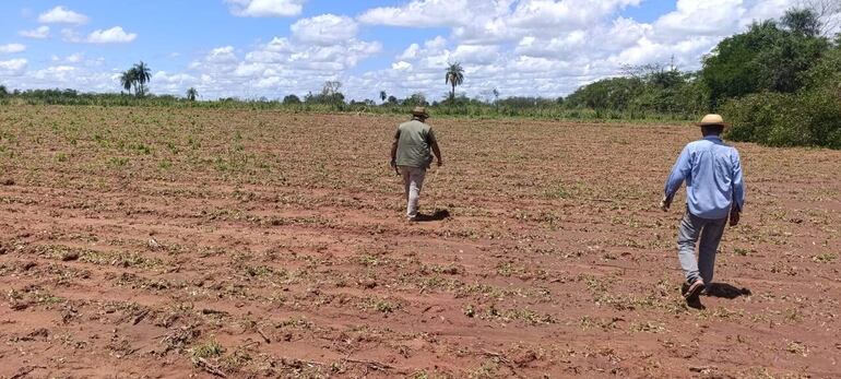 Esta parcela de maíz que estaba proceso de crecimiento quedó completamente destruido por la granizada 
