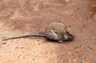 Ratón colilargo (Oligoryzomys longicaudatus).