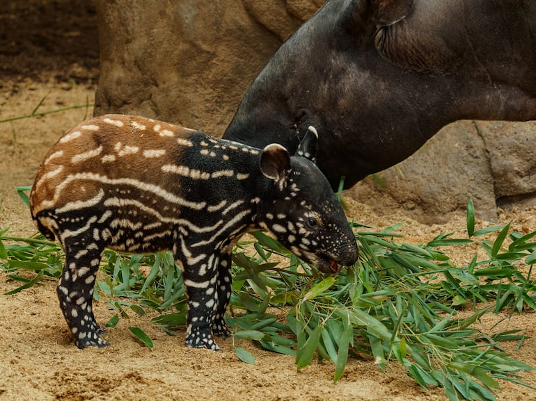 Tapir malayo o tapirus indicus.