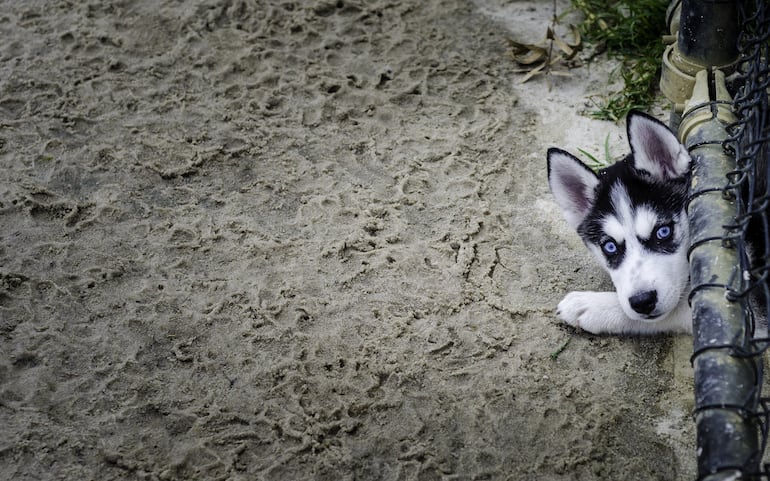 Perro de la raza husky siberiano.