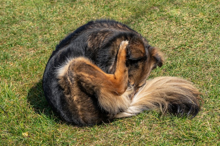 ¿Por qué tu perro se lame la cola?