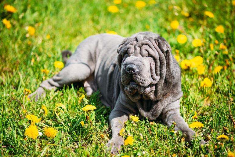 Perro de la raza Shar Pei.