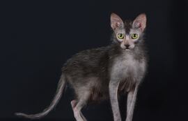 Gato Lykoi.