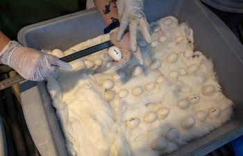 Dos manos con guantes sostienen huevos blancos en recipiente gris, mostrando cuidado en un ambiente de laboratorio.