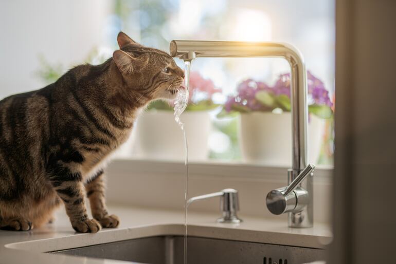 Gato bebe agua de la canilla.